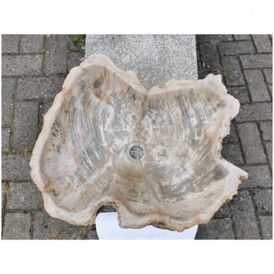 Fosilijos praustuvas , suakmenėjęs medis  H15 W44 L53cm 1